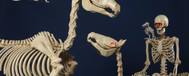 Are Halloween skeletons anatomically correct?