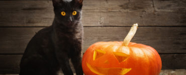 Are black cats safe on Halloween?