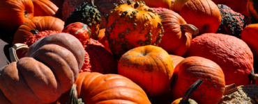 Are black pumpkins edible?
