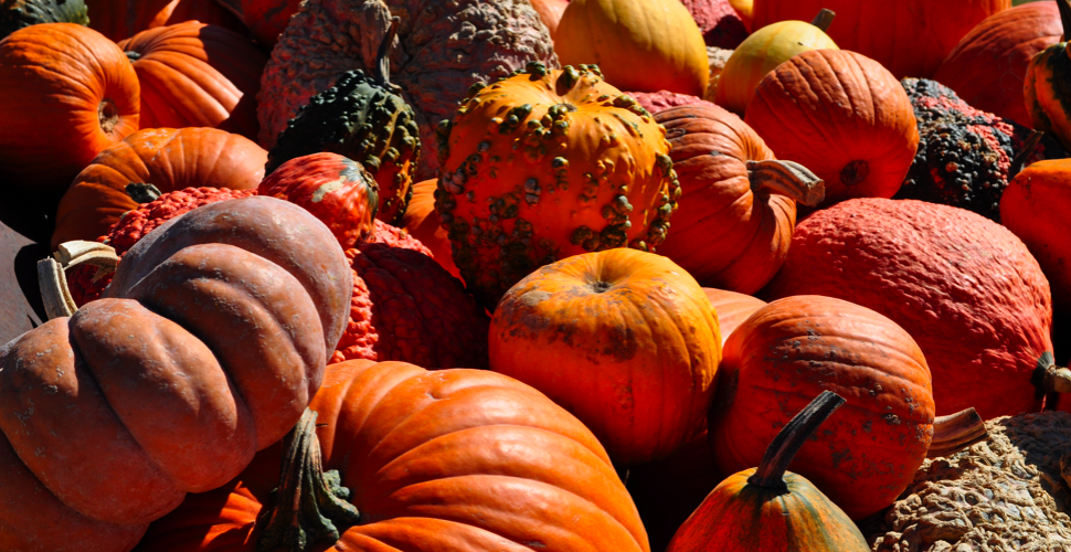 Are black pumpkins edible?