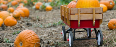 Are pumpkins cheaper at a pumpkin patch?