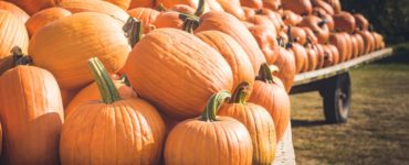 Are there any cool facts about pumpkins?