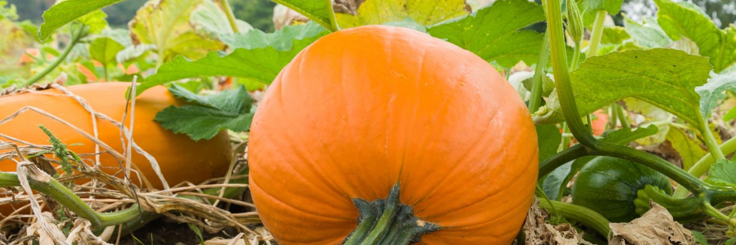 Can pumpkins still grow in October?