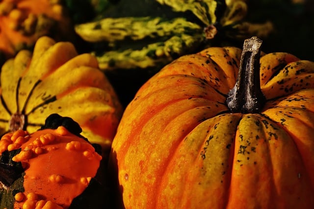 Can small decorative pumpkins be eaten?