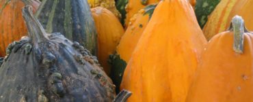 Can you dry a pumpkin like a gourd?