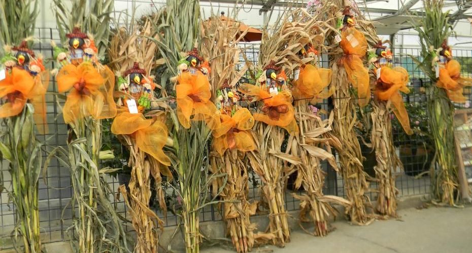 Can you save corn stalk decorations?