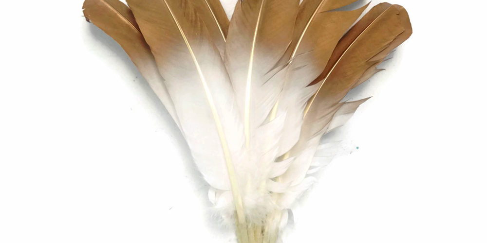 Can you spray paint feather wings?