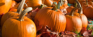 Can you use Halloween pumpkins to make pumpkin pie?