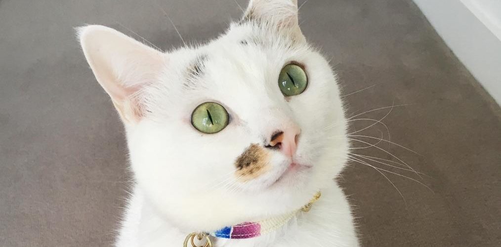 Do Inside cats need collars?