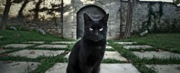 Do black cats bring good luck?