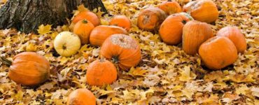 How Do You Keep whole pumpkins from rotting?