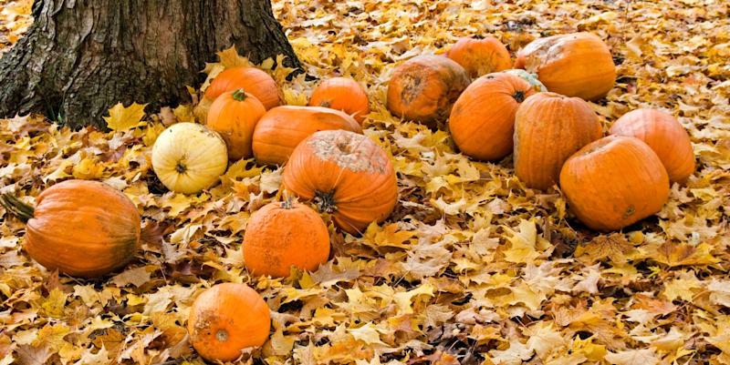 How Do You Keep whole pumpkins from rotting?