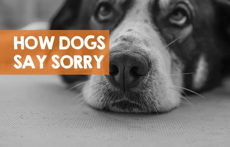 How do dogs say sorry?
