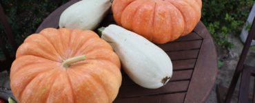 How do pumpkins grow successfully?
