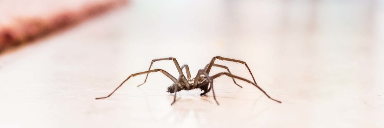 How do you hang fake spiders in your house?