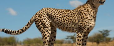 How do you make a cheetah tail?