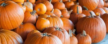 How do you tell if a pumpkin is a sugar pumpkin?