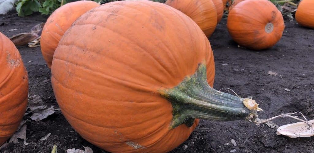 How long do uncut pumpkins last?