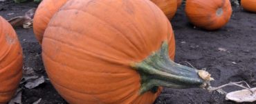How long do uncut pumpkins last?