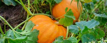 How long does it take to grow a jack o lantern pumpkin?