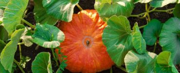 How many pumpkins grow per plant?