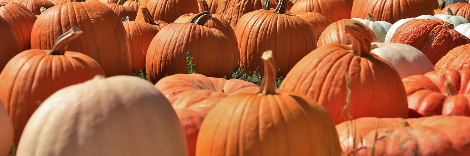 How much are pumpkins at a pumpkin patch?