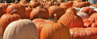 How much are pumpkins at a pumpkin patch?