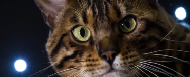 Is Foundation toxic to cats?