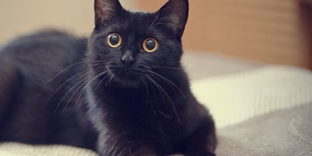 Is a black cat rare?