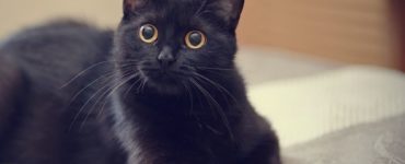 Is a black cat rare?