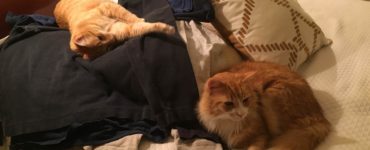 Is it OK to put clothes on cats?