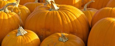 Should you leave pumpkins out for wildlife?