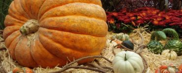 Should you turn pumpkins as they grow?