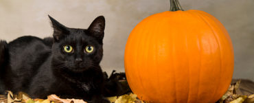 What Colour cat is a symbol of Halloween?