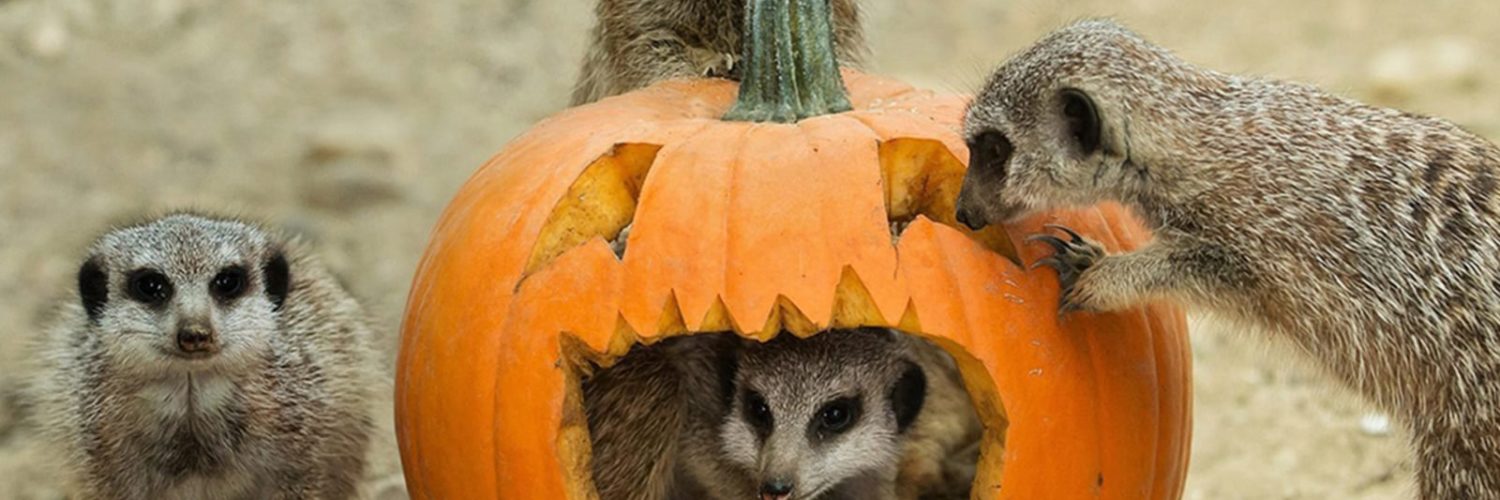 What animal represents Halloween?