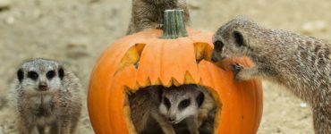 What animal represents Halloween?
