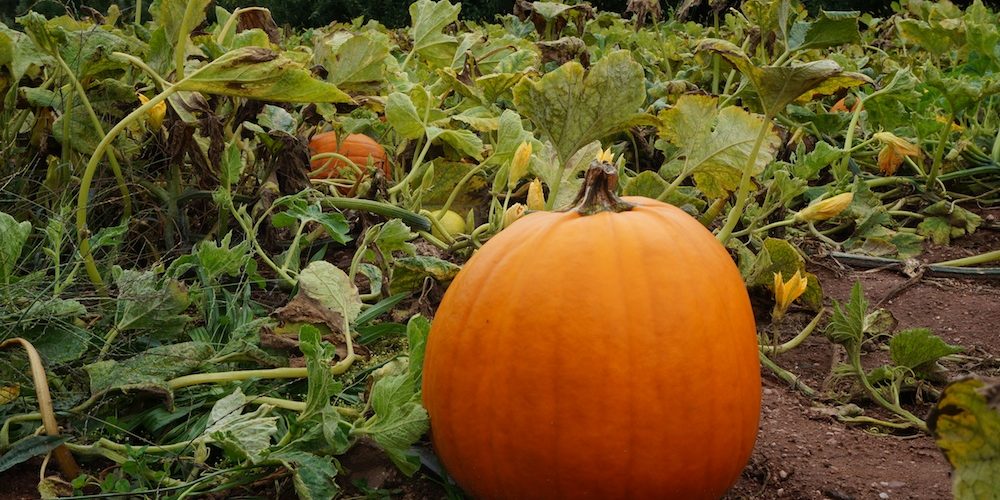 What happens if you pick a pumpkin too early?