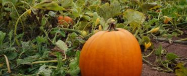 What happens if you pick a pumpkin too early?