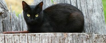 What happens if you see a black cat on Halloween?