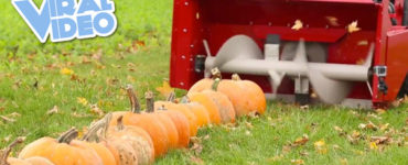 What happens to all the leftover pumpkins?
