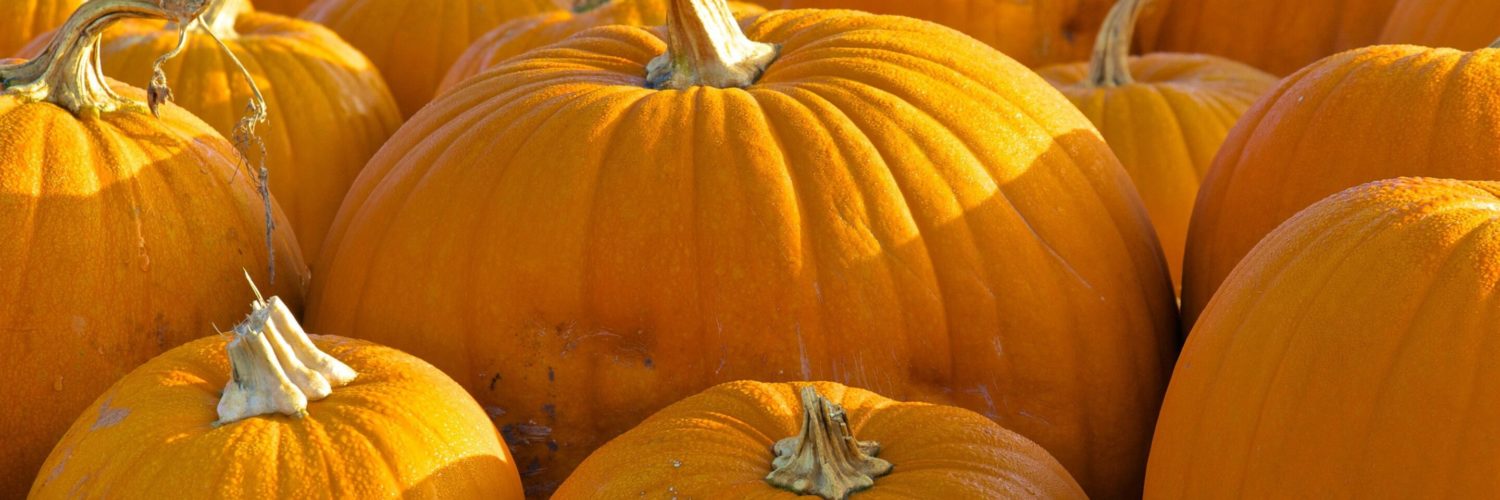What happens to all the pumpkins after Halloween?