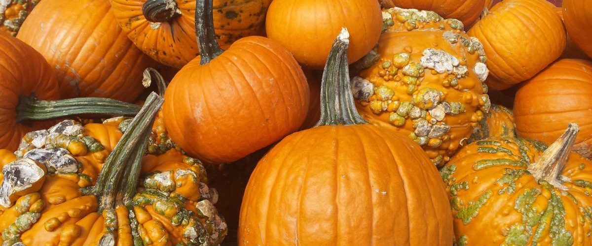What happens to all the unsold pumpkins?