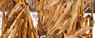 What is a bundle of corn stalks called?