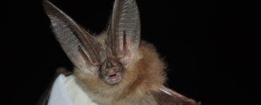 What is bat ear?