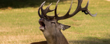 What is deer antlers?