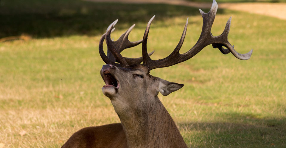 What is deer antlers?