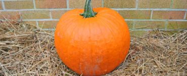 What is the difference between a pumpkin and a jack-o-lantern?