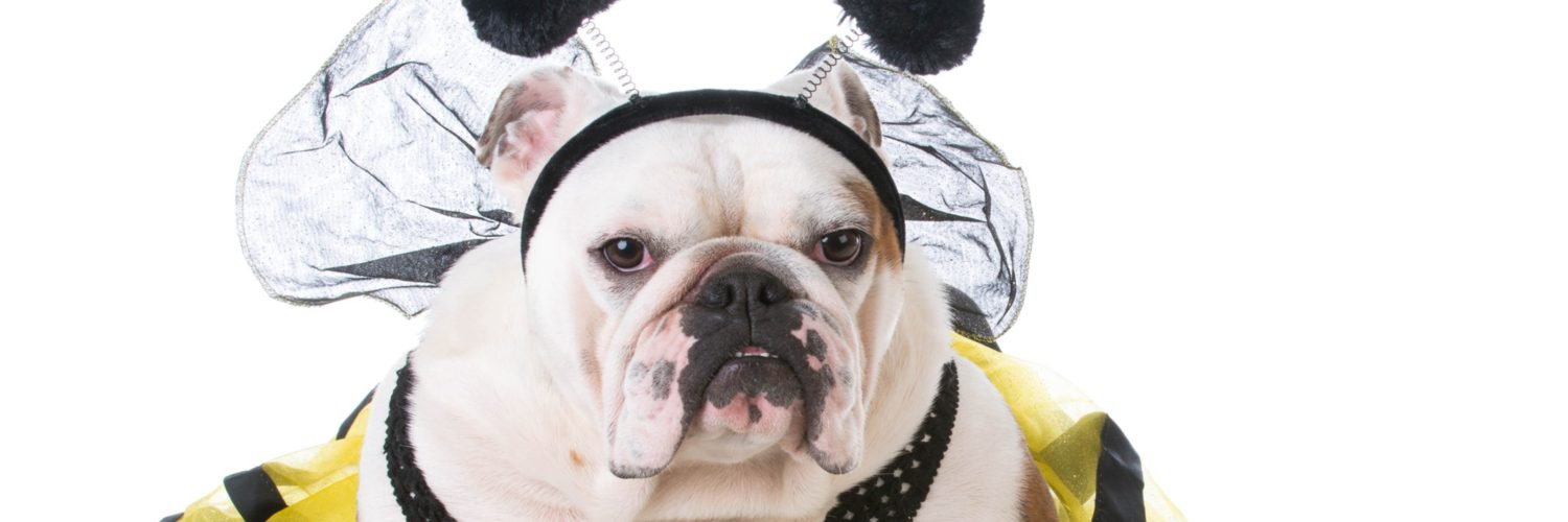 What is the most popular pet costume?