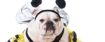 What is the most popular pet costume?