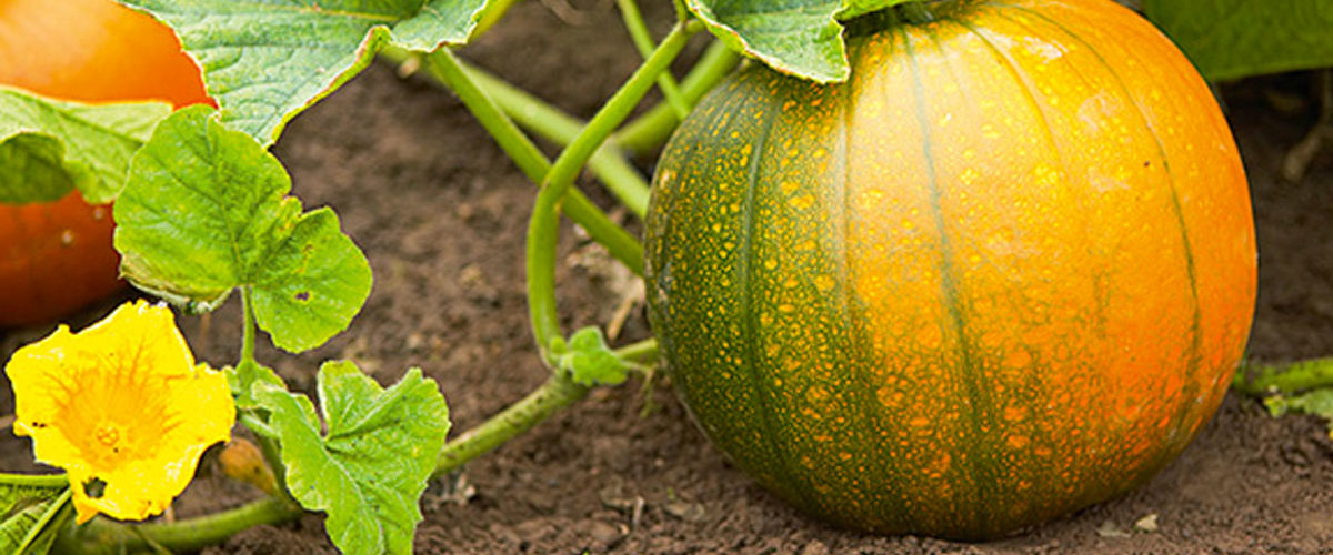 What month do you plant pumpkins?